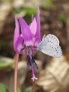 P4230662