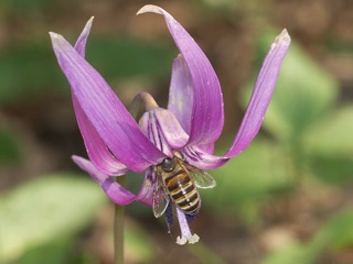 P4230686