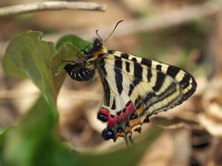 P4230734