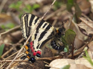 P4260869