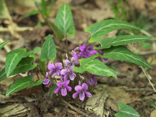 P5070218