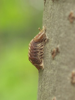 P5080329