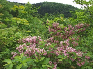 P5090425