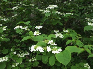 P5090457