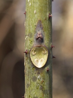 P4029000