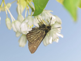 P5161482