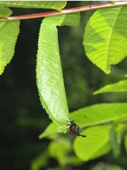 P6010431