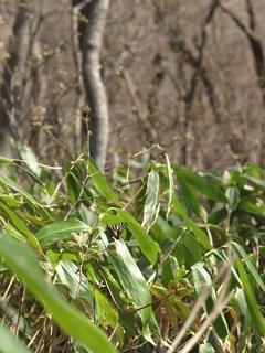 P4069423