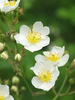 P6030989