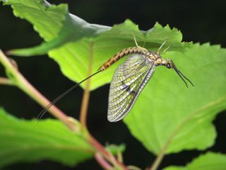 P6031049