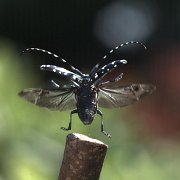 gomadara03