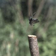 gomadara04