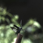 gomadara07