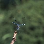 ruribosi02