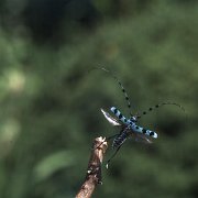 rurobosi01
