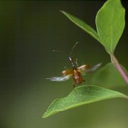higenagaotosi04