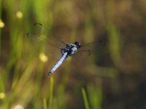 P8236282