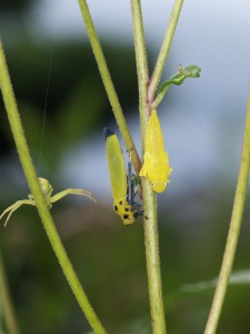 P8316828