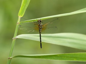 P9057186