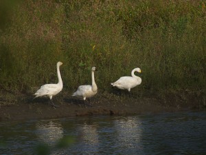 P9279104