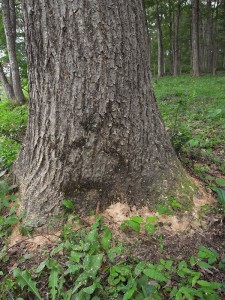 R0010464