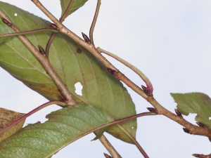 PA060325