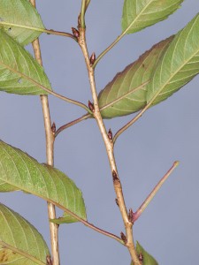 PA060345