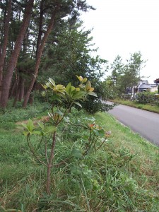 R0020378