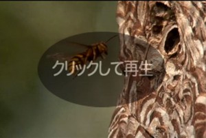 kiirosuzume