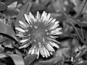 tanpopo_b_bw