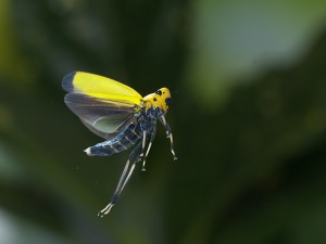 PC034076
