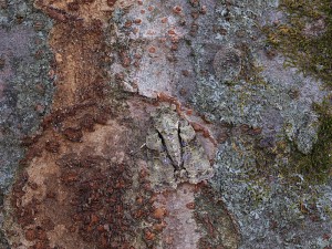 PC145251
