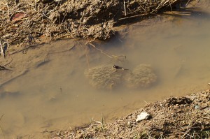 IMG_0914