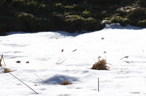 IMG_1000*