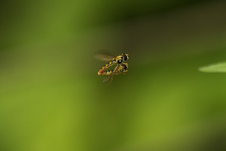 IMG_4592