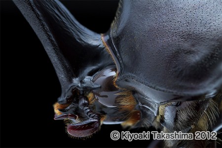 カブトムシ2