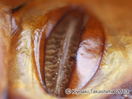 カブト気門05