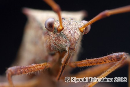 ホソヘリカメムシ