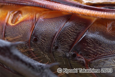 カブト気門02