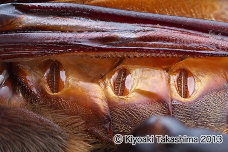 カブト気門01