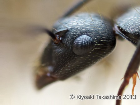 クロオオアリ