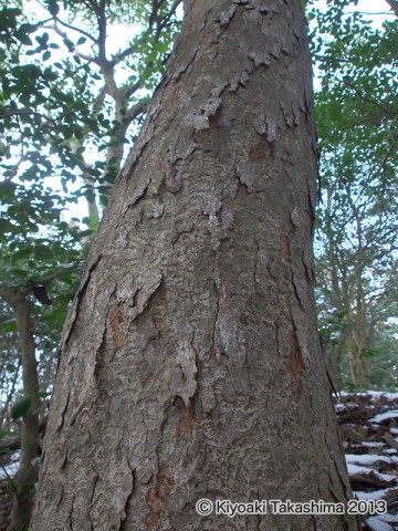P1237623