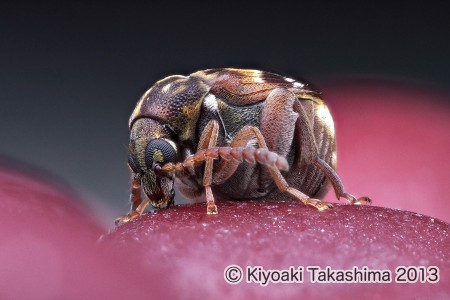 azuki02