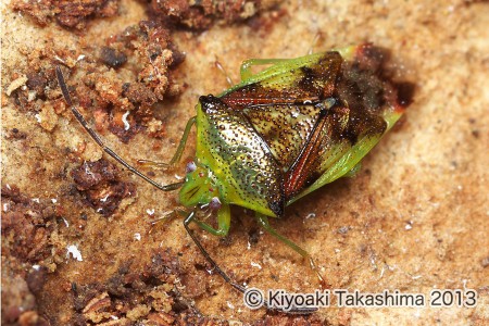 アオモンツノカメムシ