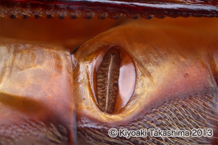 カブト気門03