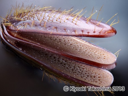 カブト触角