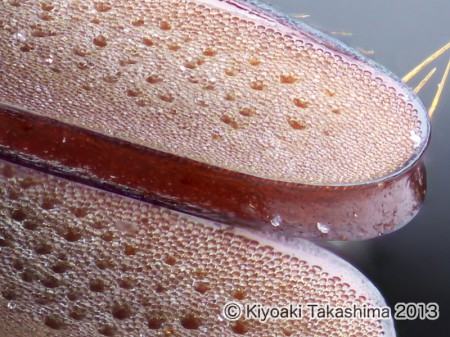 カブト触角2