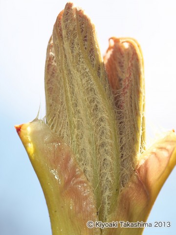 P4112252