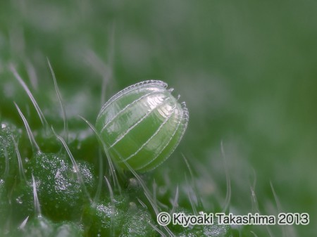 2013-06-07-04.14.41 ZS PMax