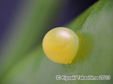 2013-06-07-04.22.17 ZS PMax
